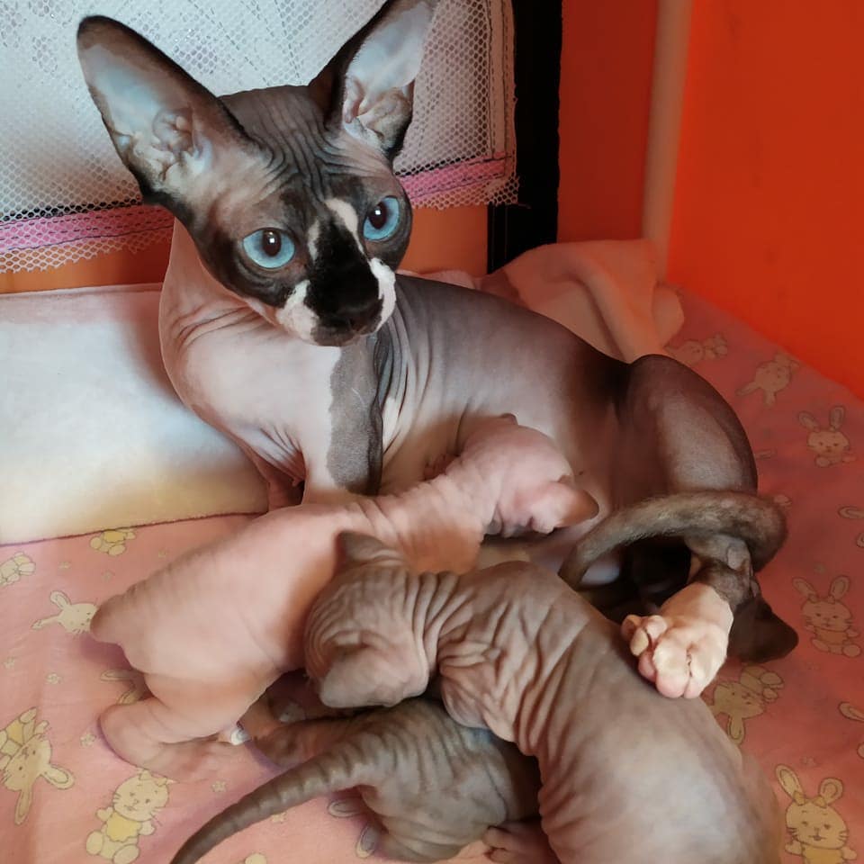 hairless sphynx kittens