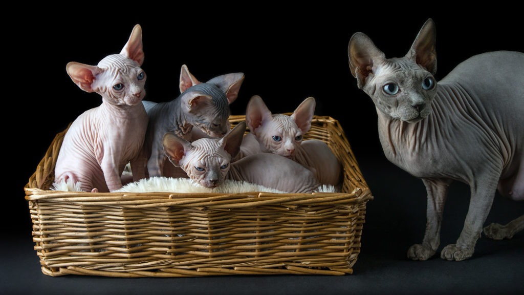 sphynx kittens for sale